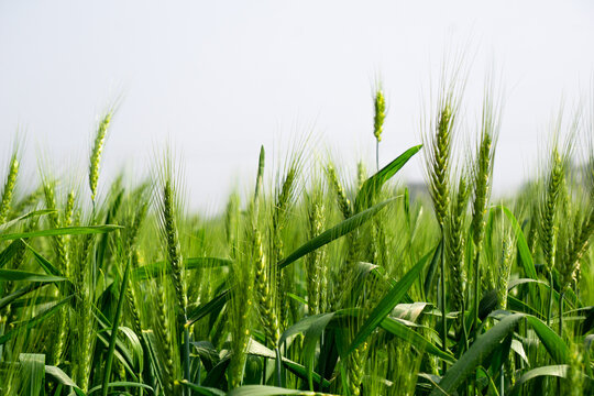 Green wheat field landscape. A vast field filled with green grains of wheat. Closeup image of large wheat grain.