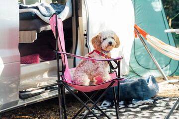 Cute cockapoo puppy pet sitting on travel chair near camper van in forest camp during road trip....