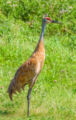 Lone Sandhill Crane in Field