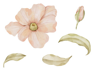 Watercolor Floral Bundle with Leaves and Branches and Buds, Hand drawn illustration