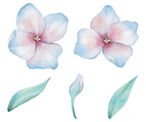 Fototapeta premium Watercolor Floral Bundle with Leaves and Branches and Buds, Hand drawn illustration