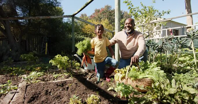 Happy african american grandfather and grandson picking vegetables in sunny garden, slow motion