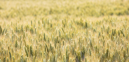a plain wheat field in the sun panorama