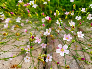 Obraz na płótnie Canvas Small cute white meadow flowers