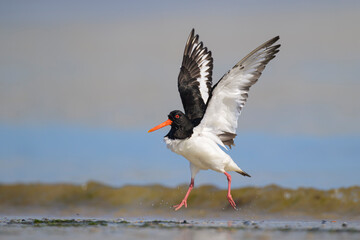 Austernfischer haematopus ostralegus