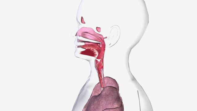 Croup is a childhood condition that affects the windpipe (trachea), the airways to the lungs (the bronchi) and the voice box