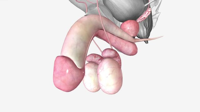 Male Reproductive System Corpus spongiosum of penis
