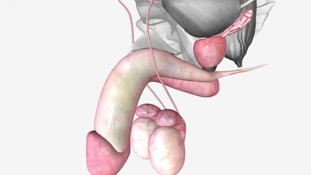 Male Reproductive System, Corpus cavernosum of penis