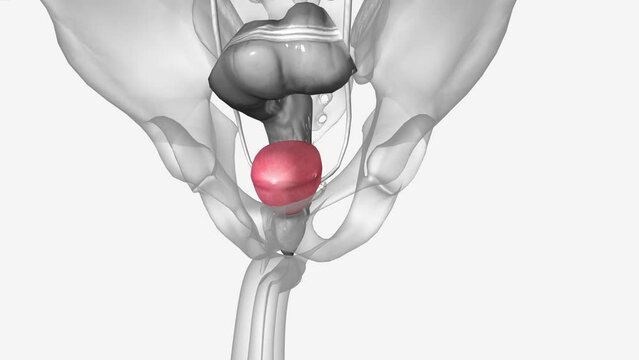 bladder has a muscular wall that allows it to get larger to store urine made by the kidneys