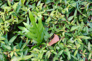 Leaf in nature, green fresh