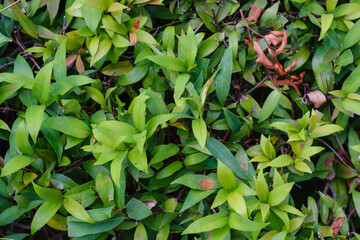Leaf in nature, green fresh