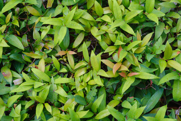 Leaf in nature, green fresh