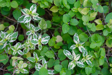 Leaf in nature, green fresh