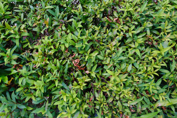 Leaf in nature, green fresh