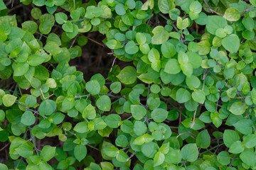 Leaf in nature, green fresh