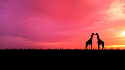 Fototapeta premium silhouette giraffe with dark trees at sunset on open field. amazing sunrise. theme safari.