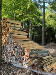 Stacked firewood in the forest
