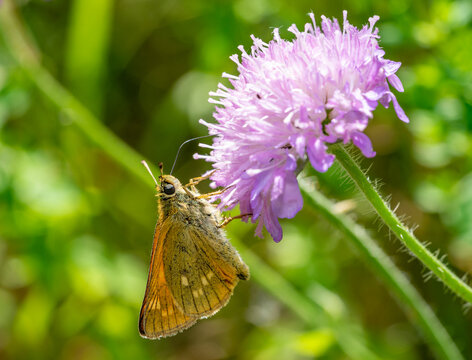 Thymelicus sylvestris butterfly on thistle
