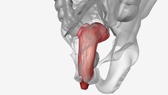 sigmoid colon is the terminal portion of the large intestine before reaching the rectum