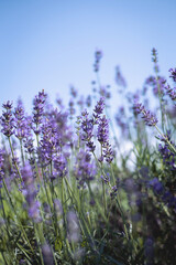 lavender flowers, selective focus on lavender flower in the field
