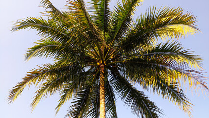 Fototapeta na wymiar view nice of coconut trees