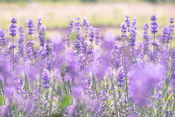 Obraz premium lavender flowers, selective focus on lavender flower in the field