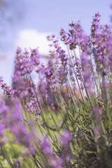 lavender flowers, selective focus on lavender flower in the field
