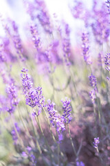 lavender flowers, selective focus on lavender flower in the field