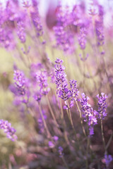 lavender flowers, selective focus on lavender flower in the field