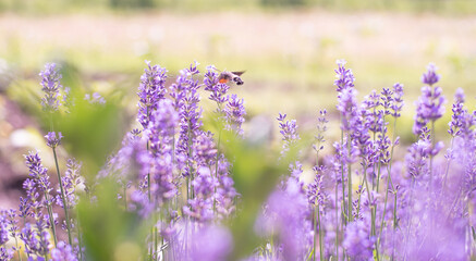 lavender flowers, selective focus on lavender flower in the field
