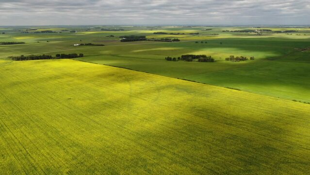 Aerial blooming yellow rapeseed fields with cloud shadows overlooking  a prairie landscape in Alberta Canada.
