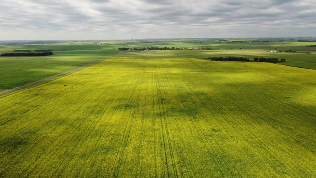 Aerial canola crop in full bloom with cloud shadows overlooking a prairie landscape in Rocky View County Alberta Canada.
