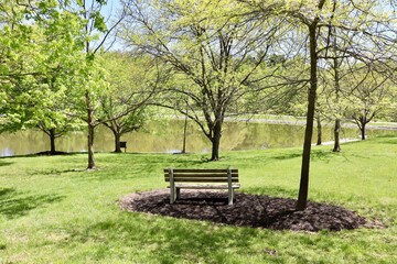 The empty park bench under the shade tree.