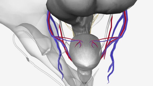 Neurovasculature, Superior vesical vessels