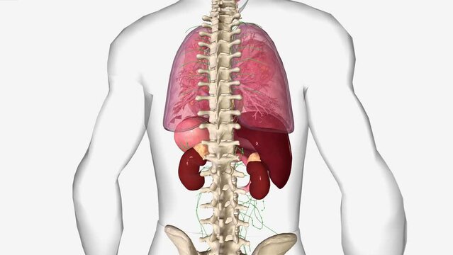 The earliest stage esophageal cancers are called stage 0 (high grade dysplasia). It then ranges from stage I (1) through IV (4).