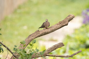 Naklejka na ściany i meble A mourning dove, Zenaida macroura, looks at the camera as it perches on a tree branch isolated on a blurred green background on a summer day in an Iowa backyard. 