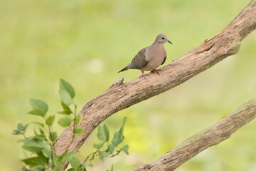 Side view of a mourning dove, Zenaida macroura, perched on a lilac tree branch isolated on a light green blurred background on a summer day in Iowa. 