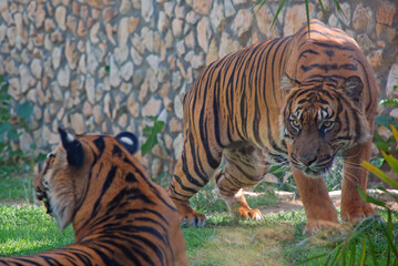Two tigers at a zoo when one of them standing in Israel 