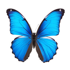 blue butterfly isolated on transparent background cutout