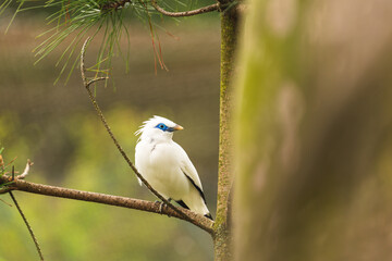 endangered bali starling bird