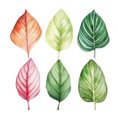 Fototapeta premium set of leaves watercolor isolated on transparent background cutout