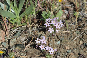 Variable Linanthus, Leptosiphon Parviflorus, displaying springtime blooms in the San Rafael Mountains, a native annual monoclinous herb with cymose head inflorescences.