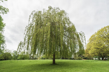 A landscape of a green willow tree with leaves at an English park, horticulture and travel concept illustration.