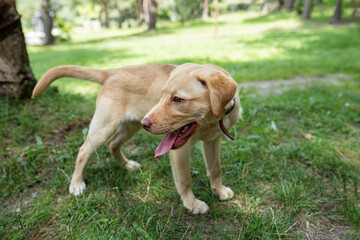 Naklejka na ściany i meble Active, smile and happy purebred labrador retriever dog outdoors in grass park on summer day.