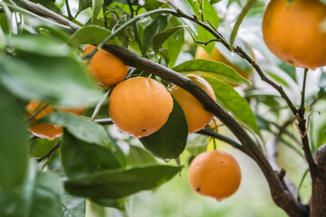 Lush tangerine tree loaded with ripe citrus fruit, a symbol of health and well-being through nutritious food, agriculture concept illustration.