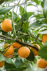 Lush tangerine tree loaded with ripe citrus fruit, a symbol of health and well-being through nutritious food, agriculture concept illustration.