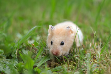 Cute fluffy Syrian hamster runs in the grass