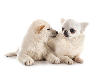 young shiba inu and chihuahua