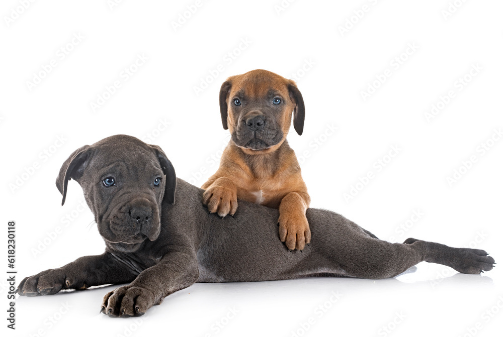 Canvas Prints puppies cane corso