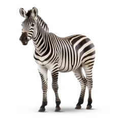 Rolgordijnen Zebra on transparent png background  © merabbi